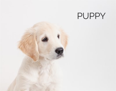 Puppy